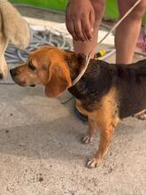 KINA, Hund, Beagle in Spanien - Bild 6