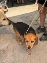 KINA, Hund, Beagle in Spanien - Bild 7