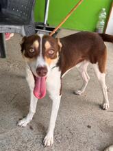 JOSHUA, Hund, Mischling in Spanien - Bild 1