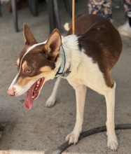 JOSHUA, Hund, Mischling in Spanien - Bild 2