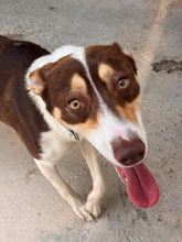 JOSHUA, Hund, Mischling in Spanien - Bild 3