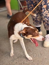 JOSHUA, Hund, Mischling in Spanien - Bild 4