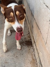 JOSHUA, Hund, Mischling in Spanien - Bild 5