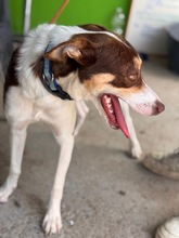 JOSHUA, Hund, Mischling in Spanien - Bild 6