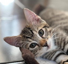 FRANKLIN, Katze, Hauskatze in Ungarn