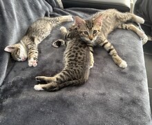 FRANKLIN, Katze, Hauskatze in Ungarn - Bild 3