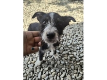 STÖPSEL, Hund, Mischlingshund in Russische Föderation - Bild 1
