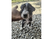 STÖPSEL, Hund, Mischlingshund in Russische Föderation - Bild 3