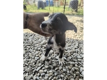 STÖPSEL, Hund, Mischlingshund in Russische Föderation - Bild 4