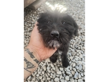 ROSALIE, Hund, Mischlingshund in Rumänien - Bild 2