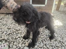 ROSALIE, Hund, Mischlingshund in Rumänien - Bild 3
