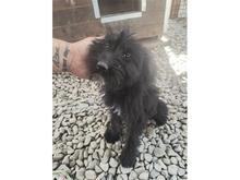 ROSALIE, Hund, Mischlingshund in Rumänien - Bild 4