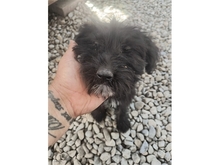 ROSALIE, Hund, Mischlingshund in Rumänien - Bild 5
