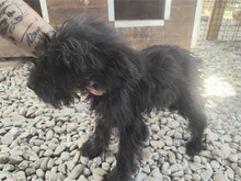 ROSALIE, Hund, Mischlingshund in Rumänien - Bild 6