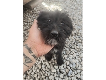 ROSALIE, Hund, Mischlingshund in Rumänien - Bild 7