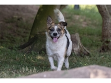 ALUS, Hund, Mischlingshund in Weimar - Bild 1