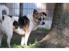 ALUS, Hund, Mischlingshund in Weimar - Bild 2