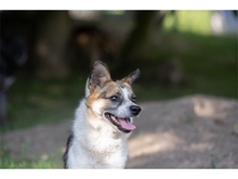 ALUS, Hund, Mischlingshund in Weimar - Bild 3