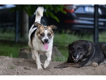 ALUS, Hund, Mischlingshund in Weimar - Bild 4