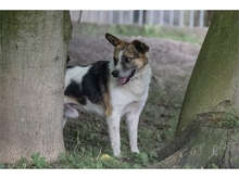 ALUS, Hund, Mischlingshund in Weimar - Bild 5