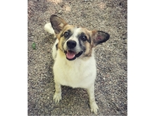 ALUS, Hund, Mischlingshund in Weimar - Bild 6