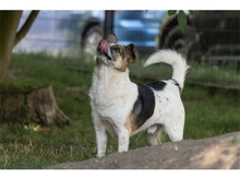 ALUS, Hund, Mischlingshund in Weimar - Bild 7