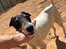 PIP, Hund, Foxterrier Mix in Malta - Bild 1