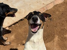 PIP, Hund, Foxterrier Mix in Malta - Bild 2