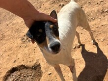 PIP, Hund, Foxterrier Mix in Malta - Bild 3