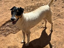 PIP, Hund, Foxterrier Mix in Malta - Bild 4