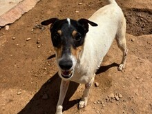 PIP, Hund, Foxterrier Mix in Malta - Bild 5
