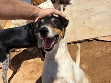 PIP, Hund, Foxterrier Mix in Malta - Bild 6