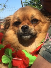 GINA, Hund, Mischlingshund in Rumänien - Bild 4