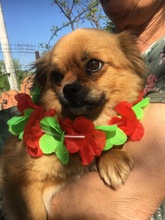 GINA, Hund, Mischlingshund in Rumänien - Bild 5