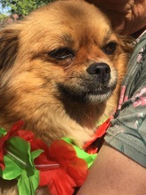 GINA, Hund, Mischlingshund in Rumänien - Bild 6