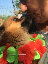 GINA, Hund, Mischlingshund in Rumänien - Bild 7