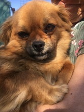 GINA, Hund, Mischlingshund in Rumänien - Bild 8