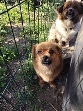 GLENN, Hund, Mischlingshund in Rumänien - Bild 1