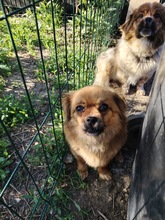 GLENN, Hund, Mischlingshund in Rumänien - Bild 2