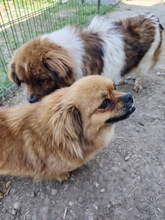 GLENN, Hund, Mischlingshund in Rumänien - Bild 3