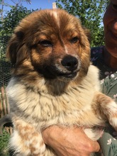 GLENN, Hund, Mischlingshund in Rumänien - Bild 4