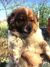 GLENN, Hund, Mischlingshund in Rumänien - Bild 5