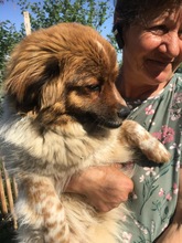 GLENN, Hund, Mischlingshund in Rumänien - Bild 6