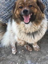 GLENN, Hund, Mischlingshund in Rumänien - Bild 7