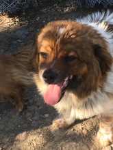 GLENN, Hund, Mischlingshund in Rumänien - Bild 8
