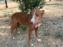 FINN, Hund, Kelb tal Fenek Mix in Malta - Bild 1