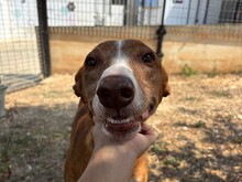 FINN, Hund, Kelb tal Fenek Mix in Malta - Bild 2