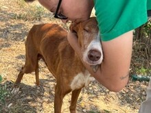 FINN, Hund, Kelb tal Fenek Mix in Malta - Bild 3