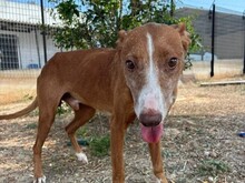 FINN, Hund, Kelb tal Fenek Mix in Malta - Bild 4