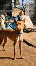MANGO, Hund, Podenco-Mischling in Spanien - Bild 1